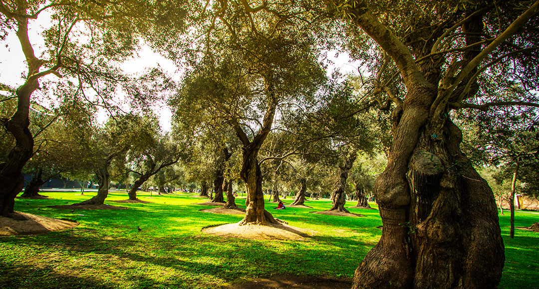 Bosque El Olivar in San Isidro